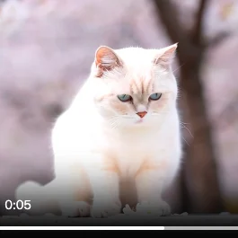 文生视频